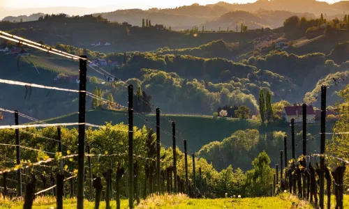 Weinberge Südsteiermark